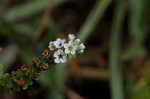 Salt heliotrope